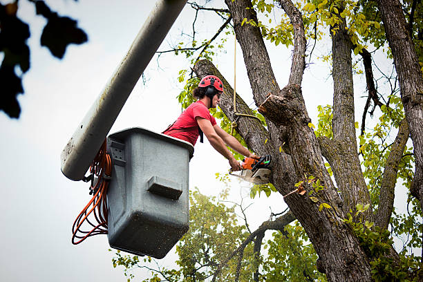 Best Emergency Tree Removal  in Yukon, OK